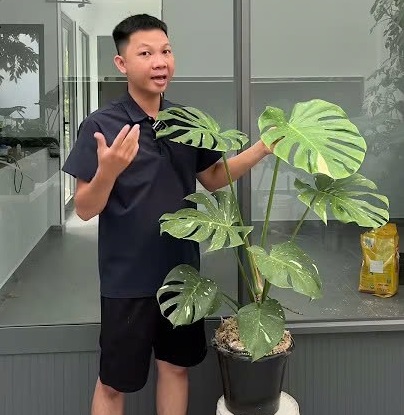 Kinh nghiệm tào lao của Huy giúp cây Monstera thaicons nhanh lớn